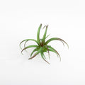 Green/ Red Artificial Harrisii C Plant