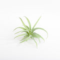 Dusty Green Flocked Artificial Harrisii B Plant