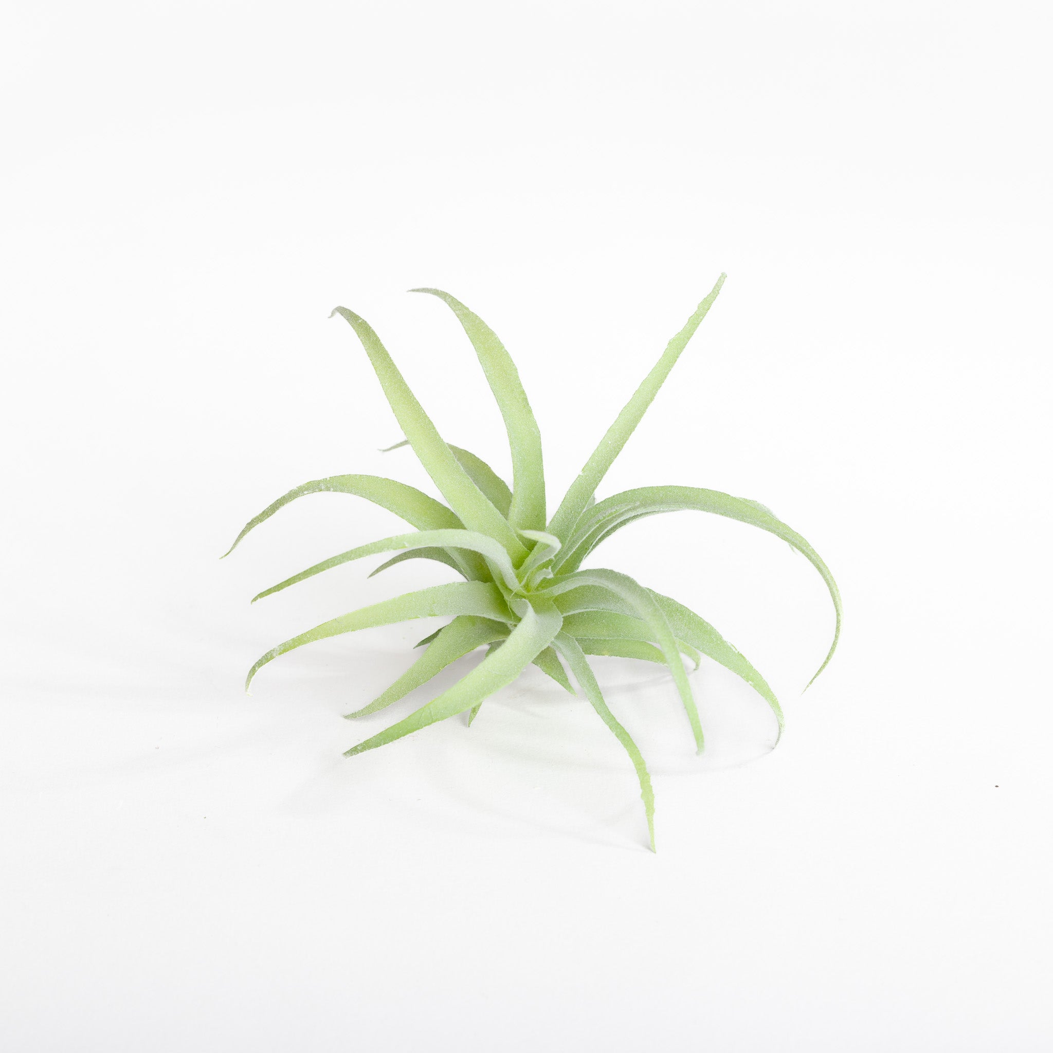 Dusty Green Flocked Artificial Harrisii B Plant