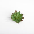 Green/ Red Echeveria A Plant Stick
