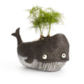 Goliath the Whale Planter