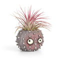 Uni the Urchin Planter