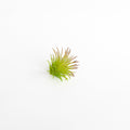 Bright Green Flocked Artifical Ionatha Air Plant