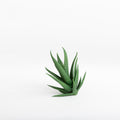 Green Artificial Haworthia Plant Pick
