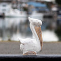 12" Sitting Pelican Carving